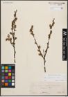 Foto von Salix cinerea L.